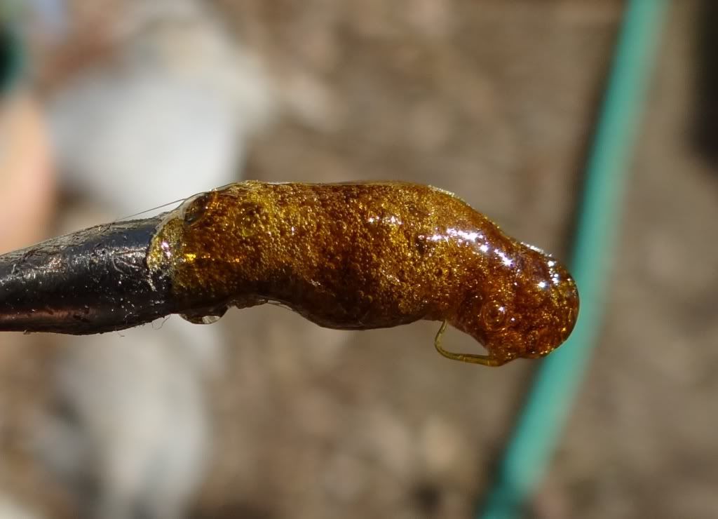 How To Make Bho To Pass Testing. Really Nice Wax/shatter. | Grasscity